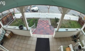 Whippet Puppy Takes A Leap