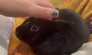 Bunny Demands Pets