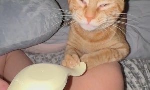 Cat Helping Woman Pump at 3am