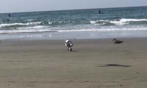 Seagull Playing Soccer