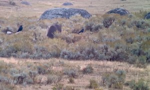 Wolf and Bears Dine at Yellowstone National Park