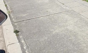 Chihuahua Races a Motorcycle