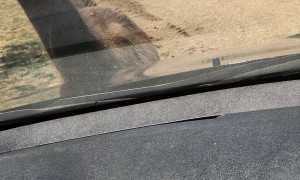 Greedy Llama Won't Let Car Pass