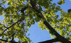 Easter Squirrel Drops Money From Egg