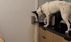 Clever Dog Jumps On Counter To Open Door