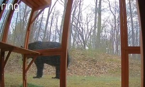 Cat Defends Catio From Curious Black Bear