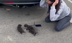 Kittens Removed From Hideaway In Car Bumper
