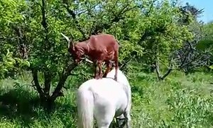 Horse Helps Goat Reach High Branches