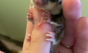 Baby Sugar Glider Clings To Thumb