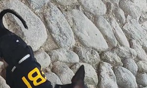 FBI Chihuahua
