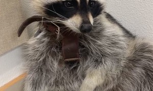Trapper the Raccoon Eating Goldfish