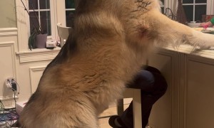 Giant Guard Dog Stands Tall For Snack Break