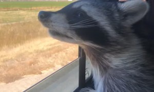 Hop In, We’re Cruisin!