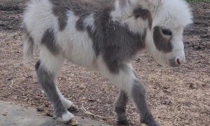 Baby Mini Donkey Learning to Roll