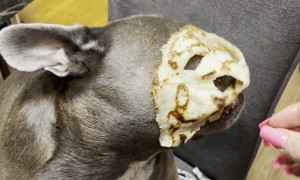 French Bulldog With a Pancake on It's Muzzle