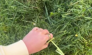 Baby Bunnies Found in the Backyard on Easter Morning