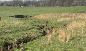 Helping Calf Out of Creek