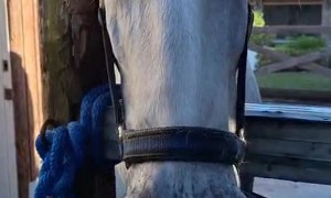 Silly Horses Competing for Attention