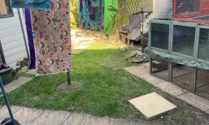 Bunny Chases Off Cat