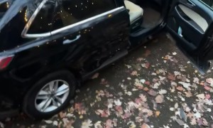 Black Bear Unpacks Car
