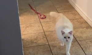 Cat Wants to Go on a Walk