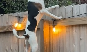 Carrot the Watch Dog