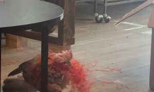 Galah Cockatoo Playing in Easter Grass