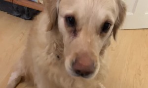 Golden Retriever Collecting the Post