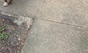 Odin the Tornado Dog Wants to Go Skateboarding