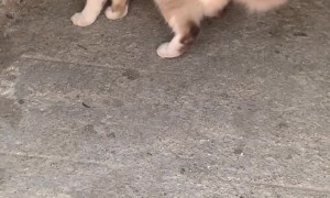 Baby Opossum Hitching a Ride