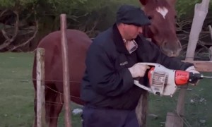 Curious Horse Wants to Be Included