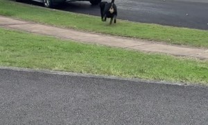 Dog Excited for the Beach