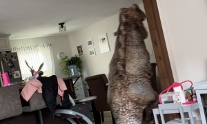 Dinosaur Costume Scares Three-Year-Old