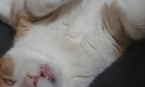 Cat in a Deep Sleep