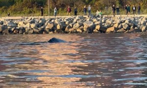 Whale Spotted Near Shore in Vancouver