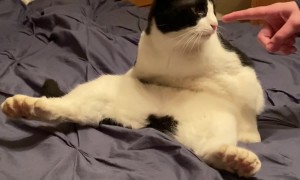 Many-Toed Cat Sits in a Funny Way