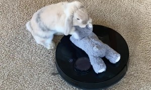 Bunny Has Some Fun on Roomba