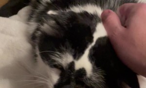 I’ve Never Heard a Purr Like This