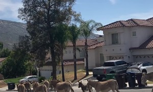 Parade of Donkeys Walk Through Neighborhood