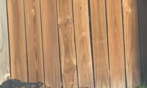 Boonedini, Eating His Way to Freedom