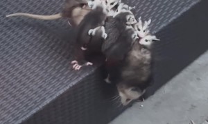 Mother Opossum Carries Ten Babies on Her Back