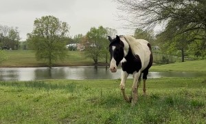 Horse Confused By Hooded Stranger That Sounds Like Mom