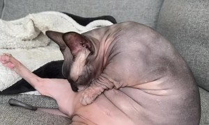 Corpulent Bambino Cat Has Couch Groom Session