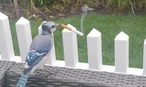 Blue Jay Steals a Smoke