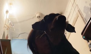 Ukrainian Citizen And Dog Cower Under Military Fire