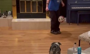 Border Collie Shows Off Soccer Skills