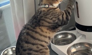 Cat Paws at Machine for Food