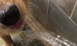 Difference Between My Golden Retriever and German Shepherd