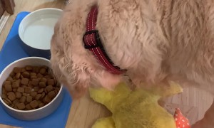 Dog Shares Breakfast With Stuffed Duck Toy