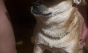 Chihuahua at the Sauna